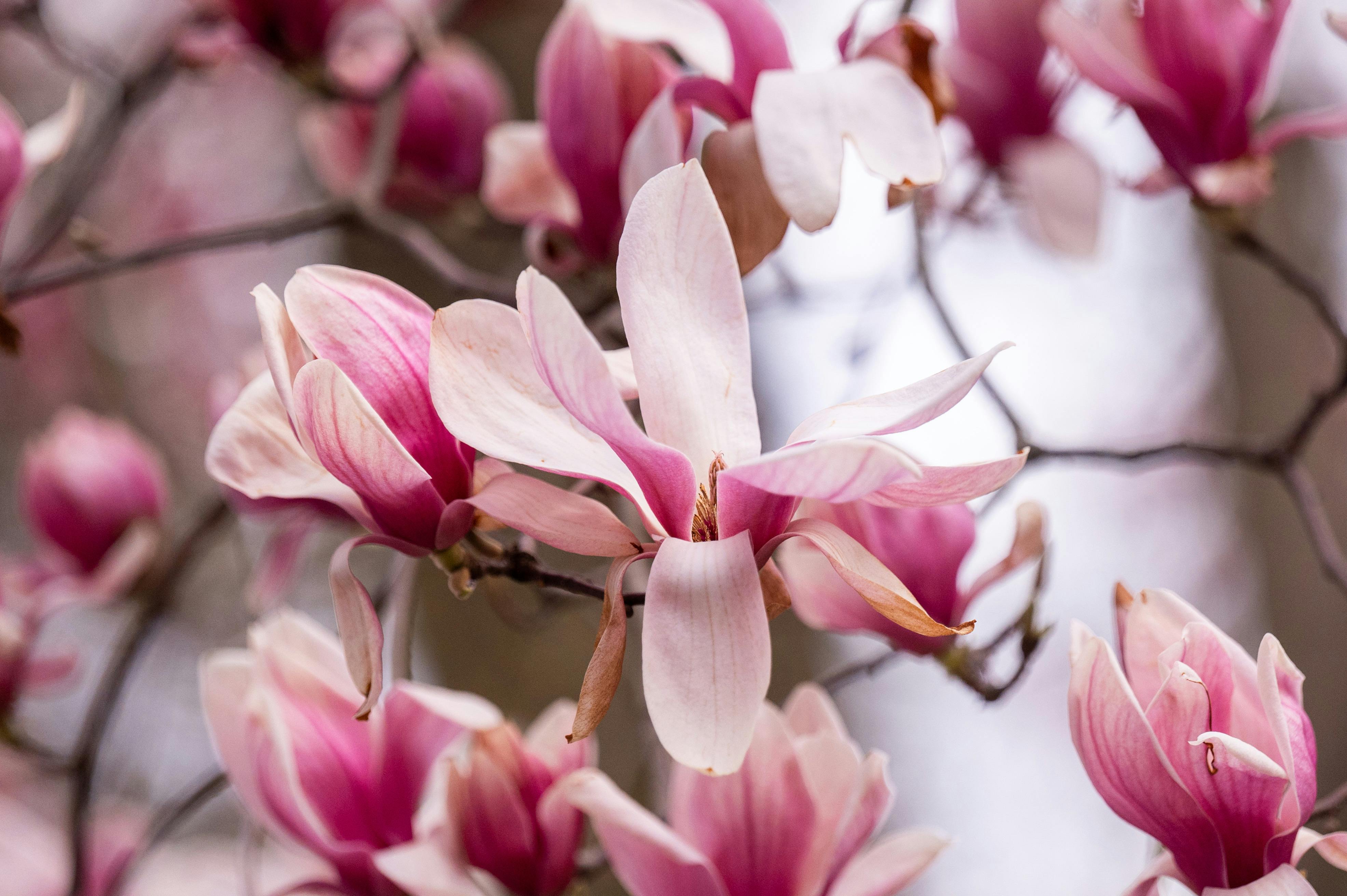 Magnolia’s AAA Hobbies To Close 2026 (Second Half). Iconic Hobby- Craft Emporium — Photo by Daniel Lohin on Pexels