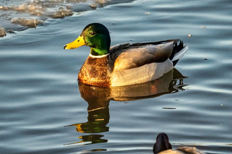 Mallard Duck On River