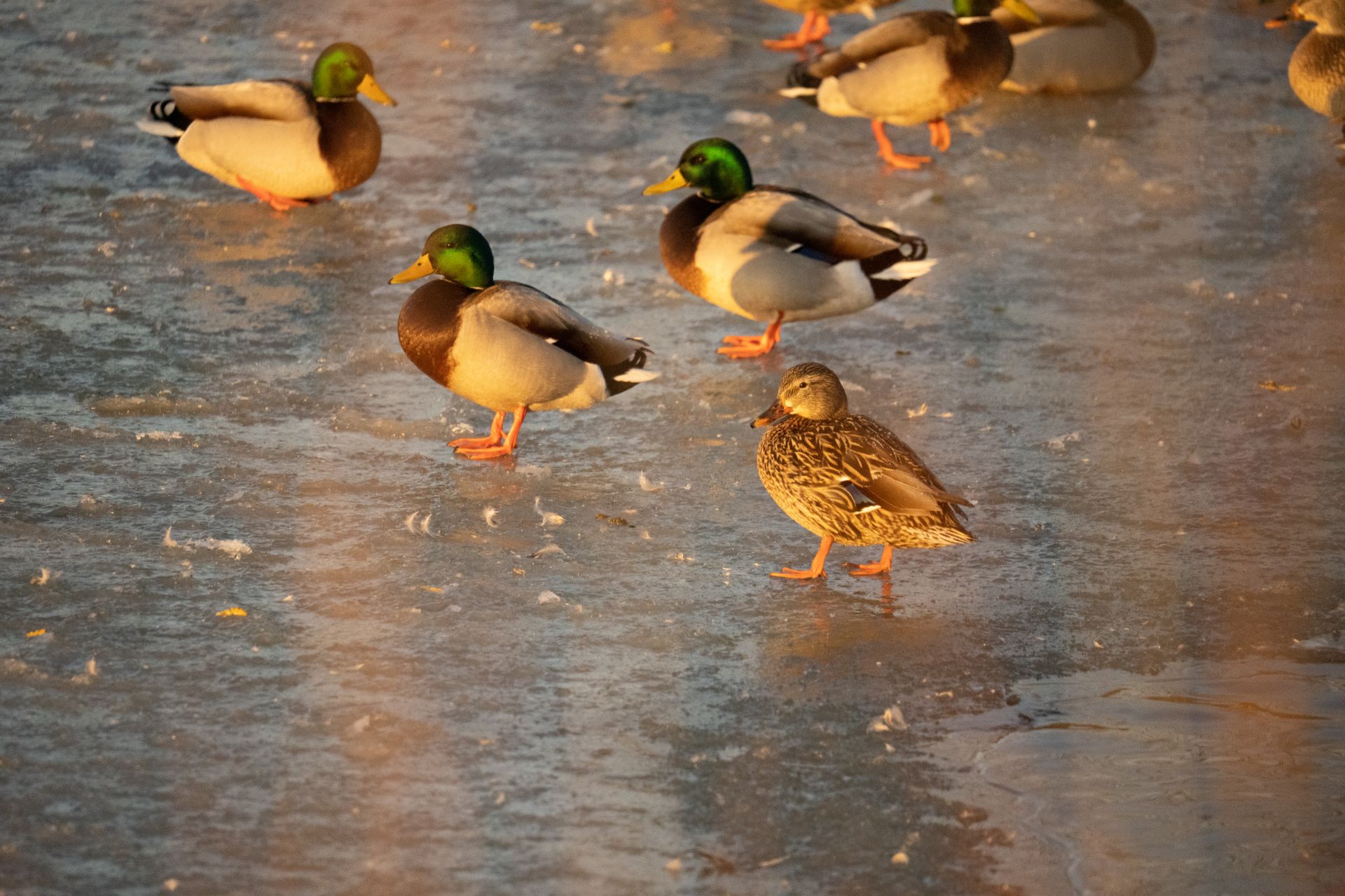 Ducks on a Frozen Water Surface