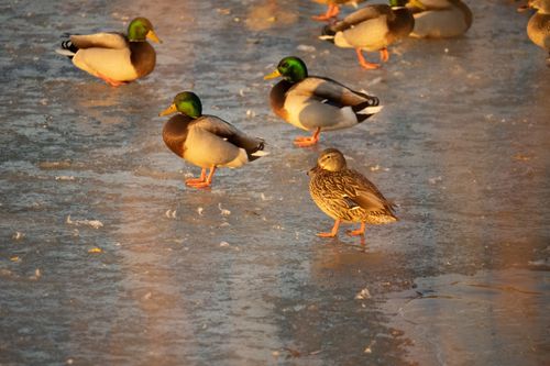 Free Mallard ducks stand on a frozen lake surface in Wabasha, MN during winter. Stock Photo
