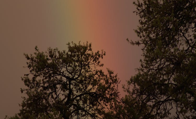 Rainbow Behind Trees