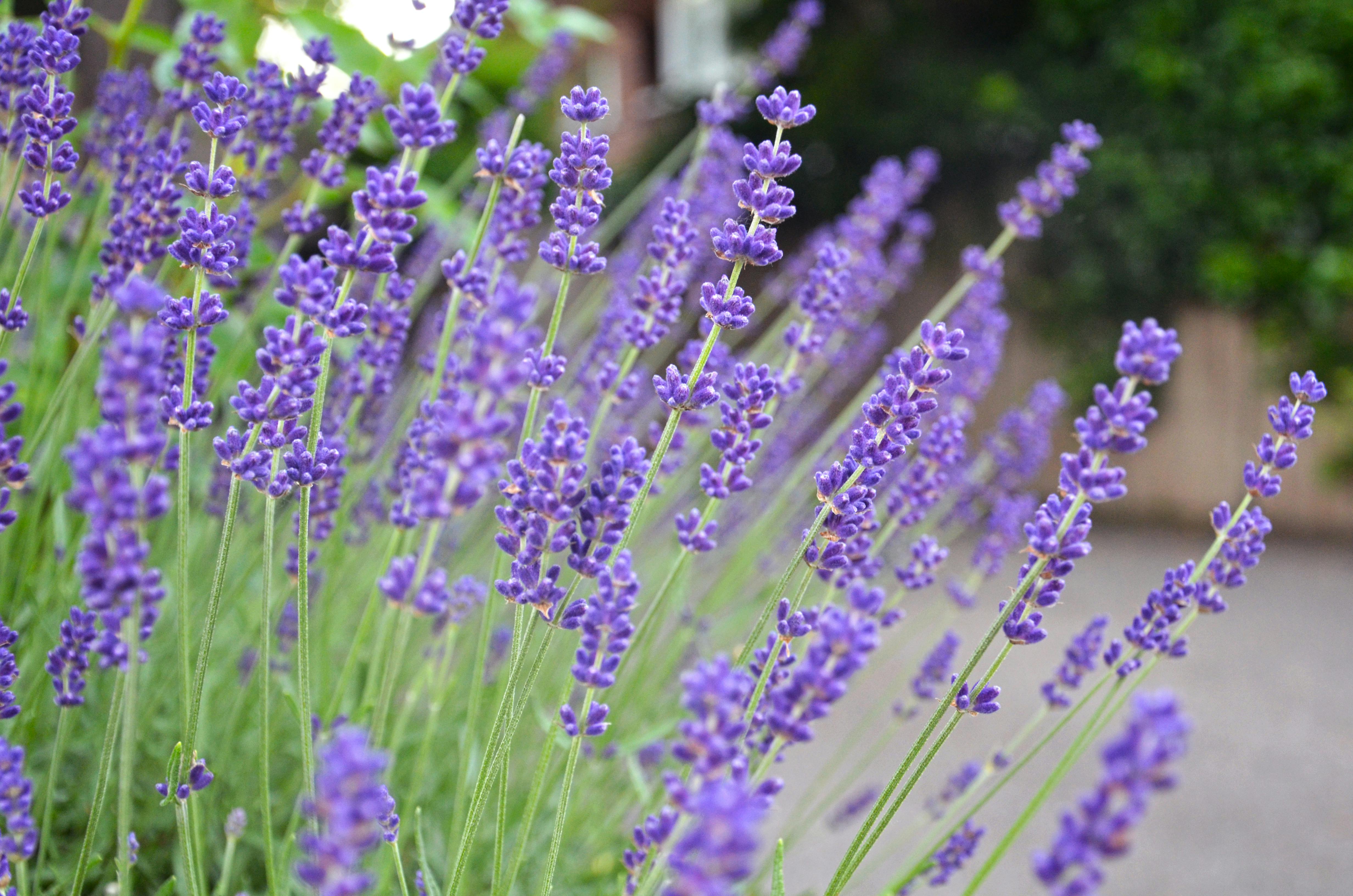 Download Foto Bunga Lavender