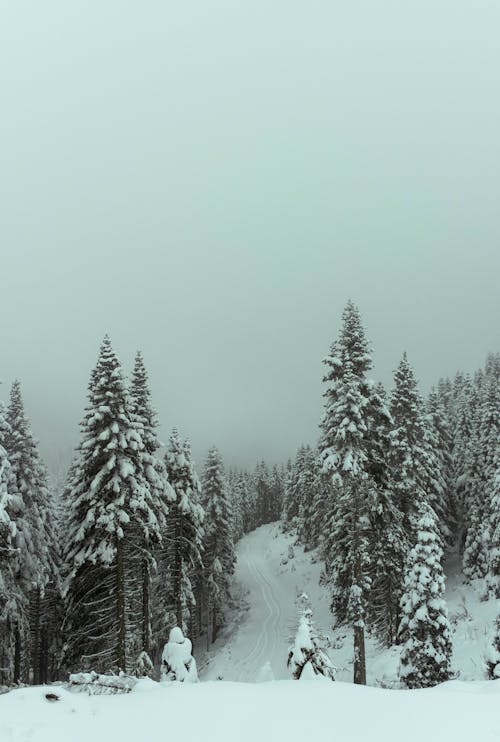 View of a Trail between Coniferous Trees in Mountains in Winter 