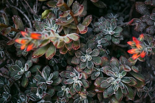 Top View of Blossoming Succulent Plants