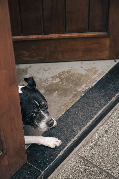 Photo of a Dog on a Doorstep