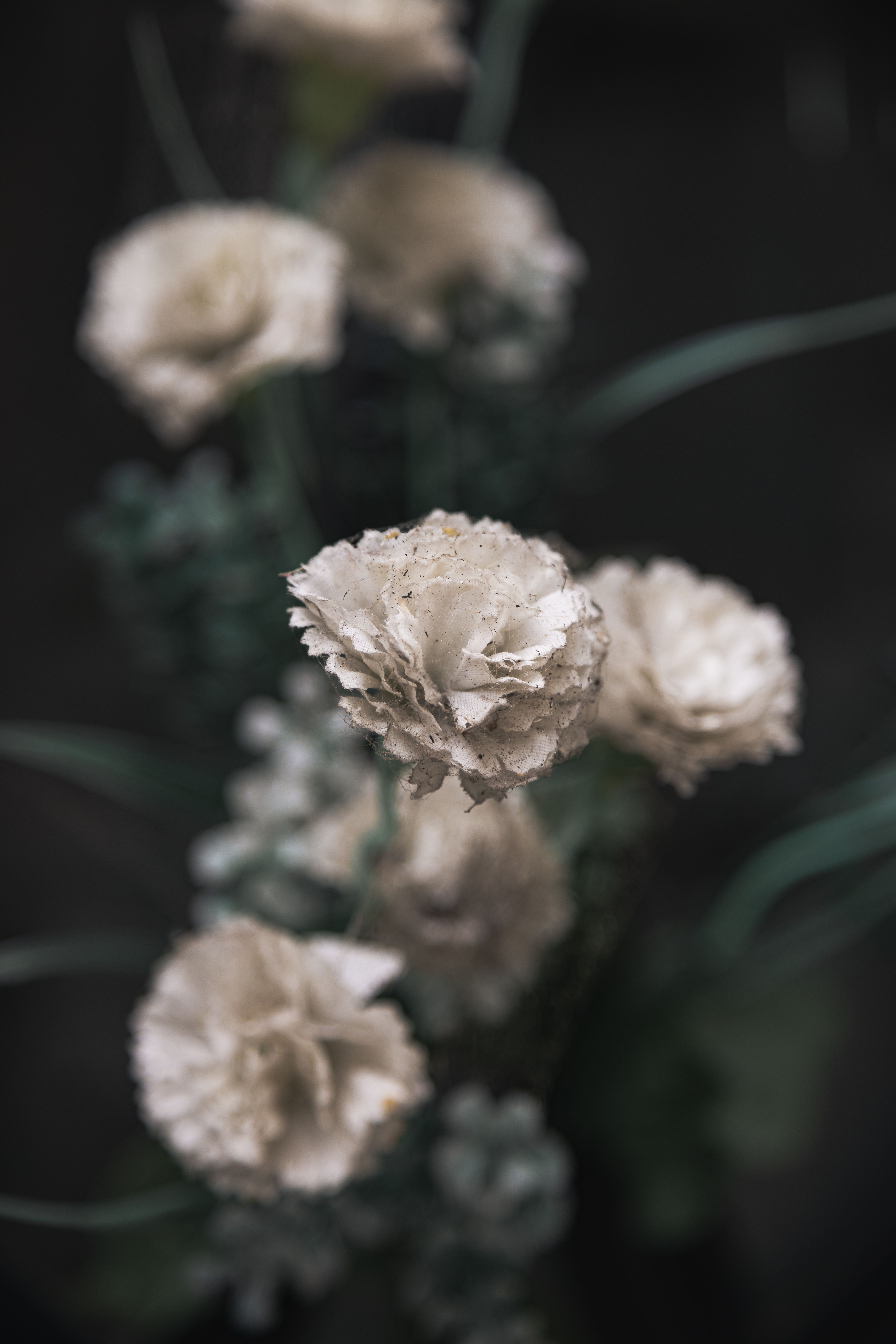 Elegant close-up of blooming white carnations with a soft natural background in Buenos Aires.