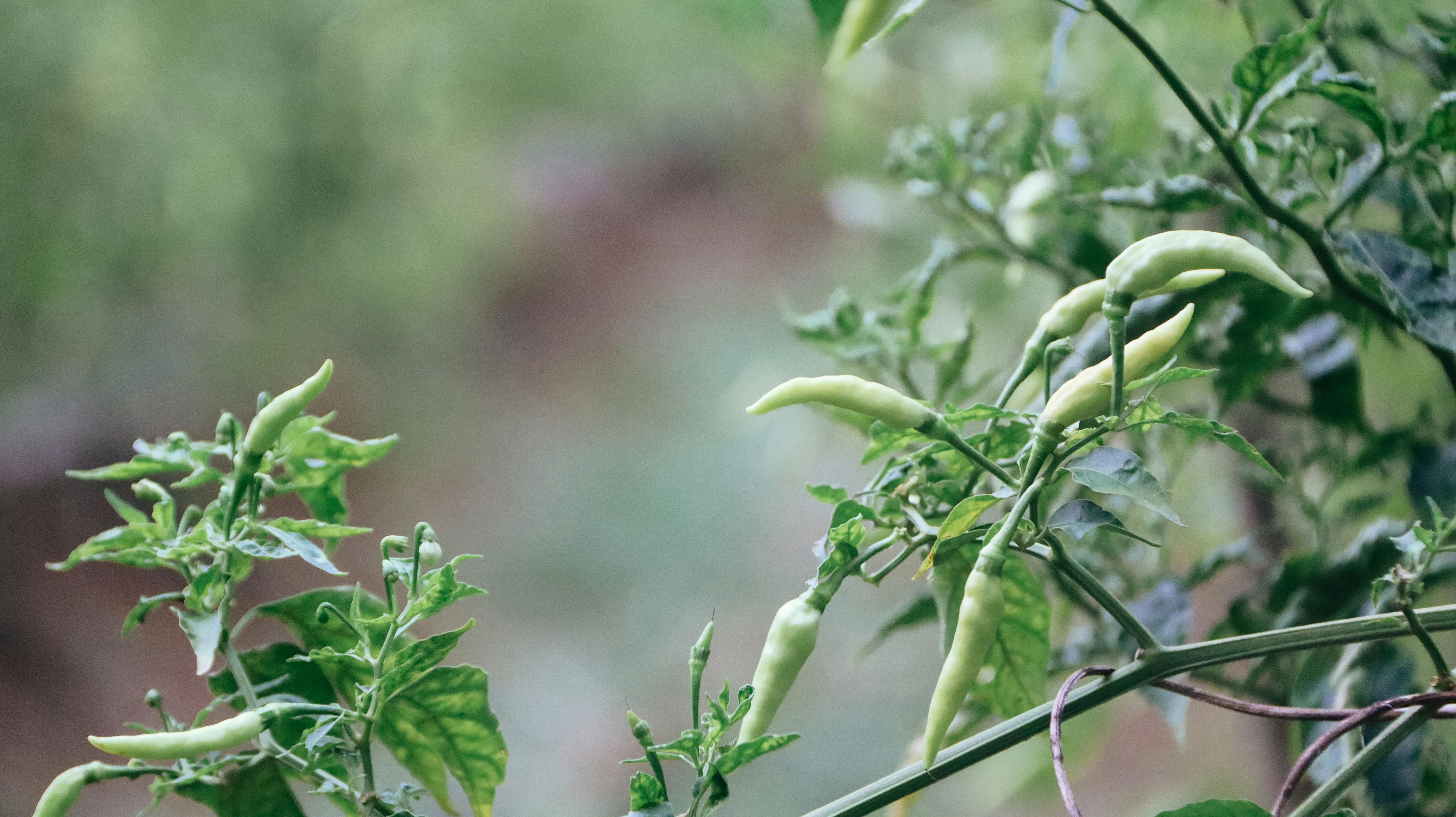 কাঁচা মরিচ