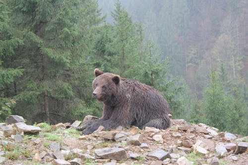 Kostenloses Stock Foto zu braunbär, liegen, tier fotografie