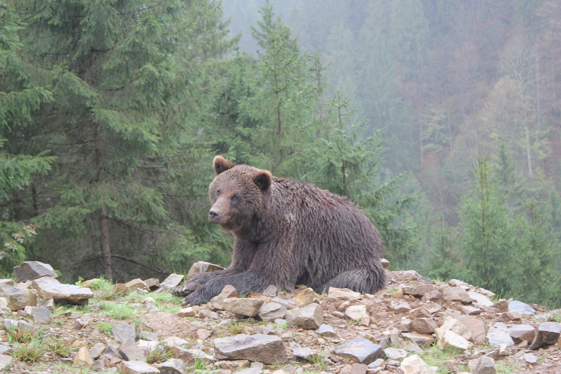 Brown Bear in Wilderness