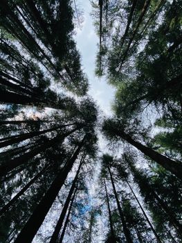 Vertical shot of towering trees against a blue sky in a Manali forest.