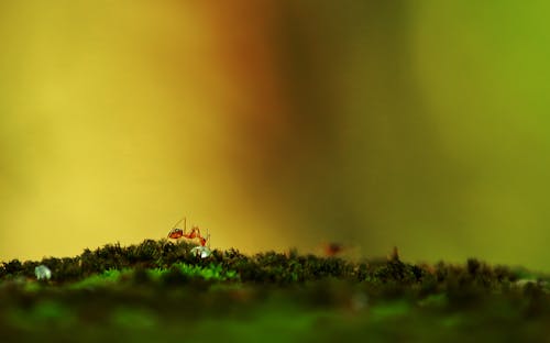 Fotografía De Enfoque Selectivo De Hormiga Roja Sobre Superficie Verde