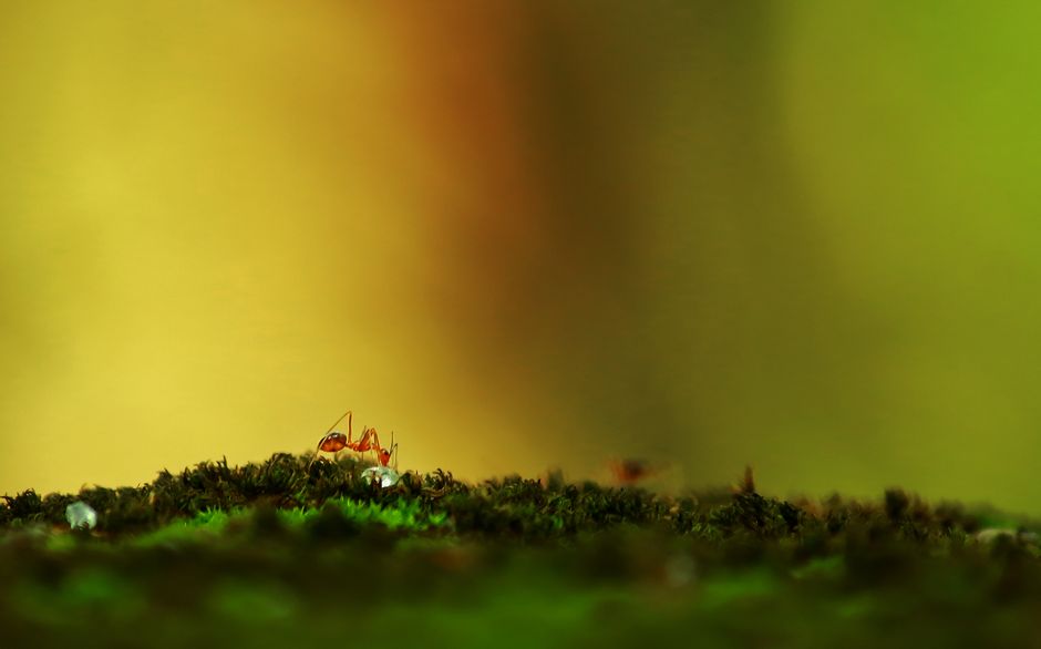 Fotomural Imagen en primer plano de hormigas explorando musgo verde vibrante con un fondo borroso.
