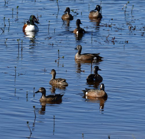 Kostenloses Stock Foto zu enten, natur, quadratischen format