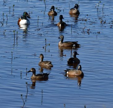 Ducks in the Water 