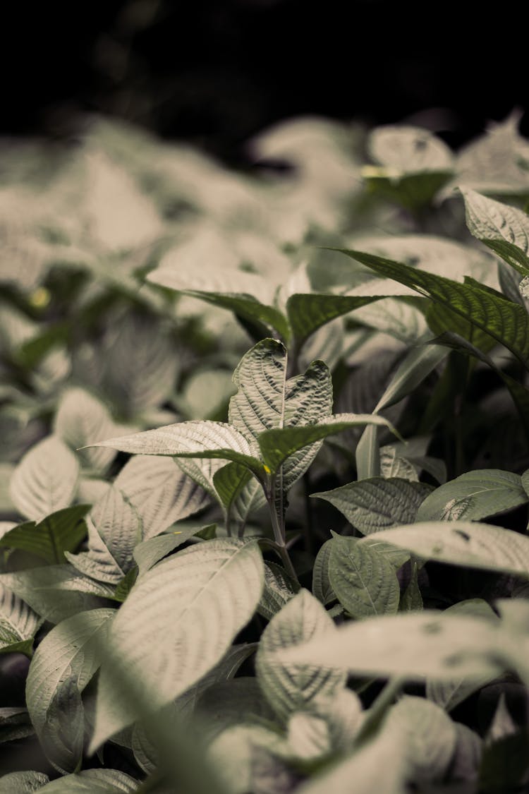 Leafy Plants In Garden