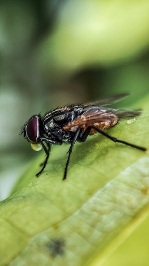Close-up of a Fly on a Leaf 
