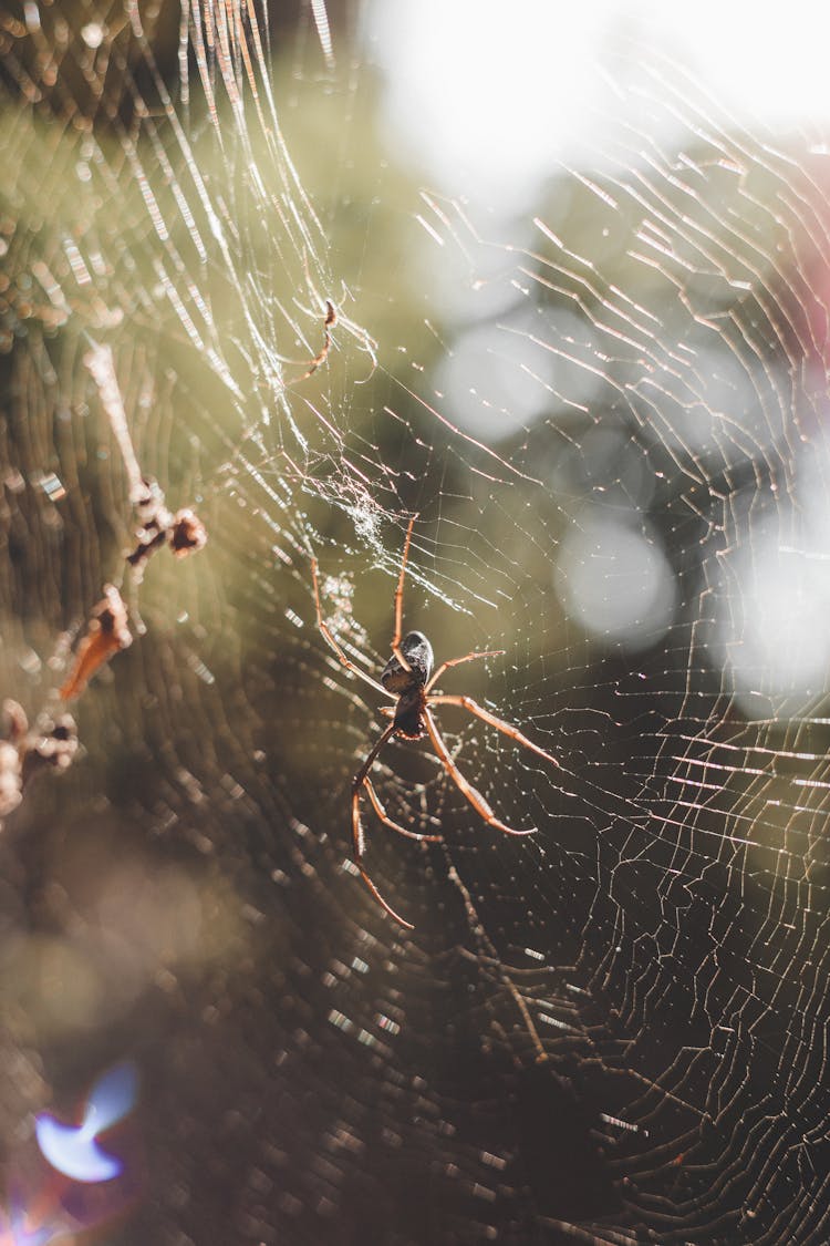 Spider On Web