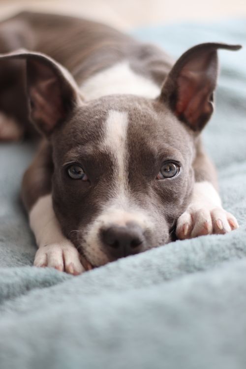 Closeup Photo of a Puppy Lying on a Blanket · Free Stock Photo