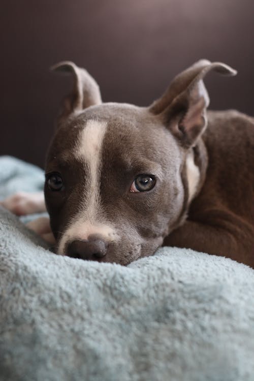 Pit Bull on Blanket Looking at Camera