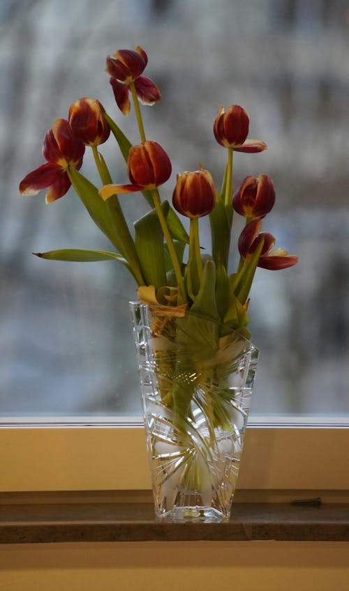 Foto d'estoc gratuïta de ampit de la finestra, creixement, florint