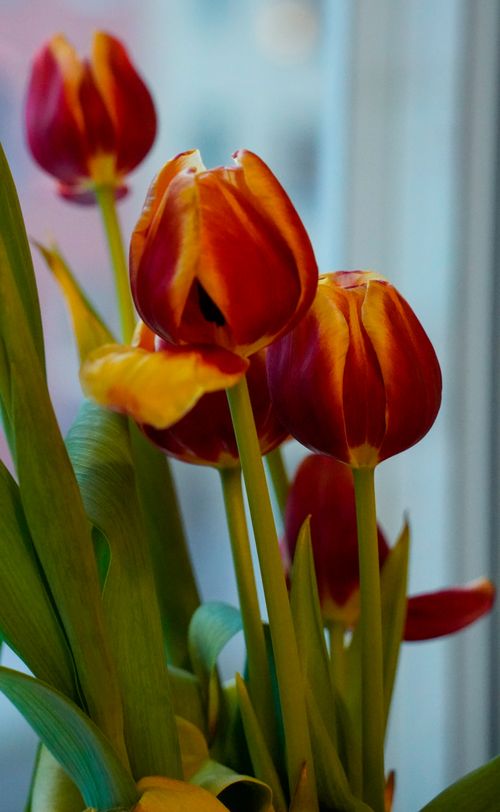 Free Close-up of vibrant red and yellow tulips in a soft natural light setting. Stock Photo