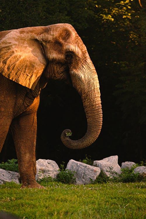 An Elephant on a Grass Field 