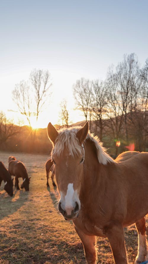 Ilmainen kuvapankkikuva tunnisteilla auringonnousu, eläimet, hevoset