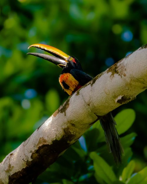 Free Vivid toucan with striking beak perched amid lush green foliage in nature. Stock Photo