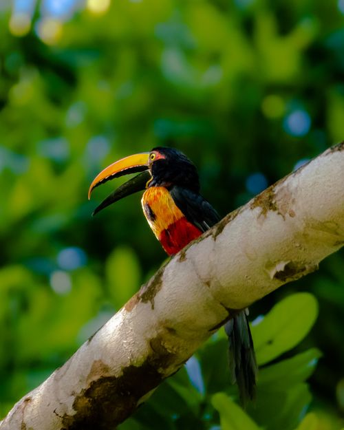 Free A vibrant aracari bird with a striking beak, perched on a branch amidst lush green foliage. Stock Photo