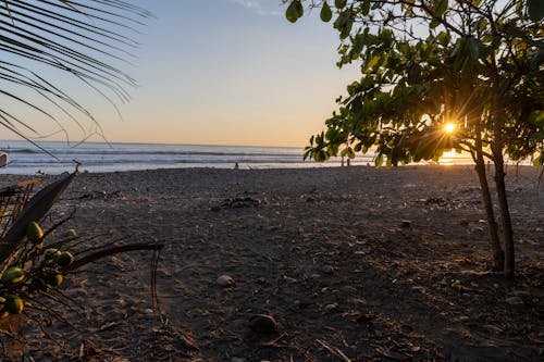 Kostenloses Stock Foto zu abend, bäume, meer