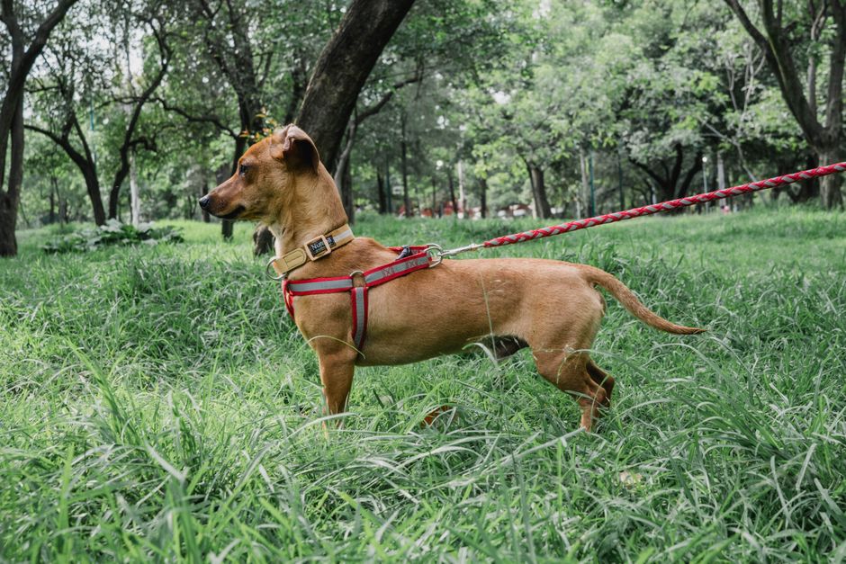 Fotomural Un perro marrón con una correa roja está alerta en un parque verde en la Ciudad de México.