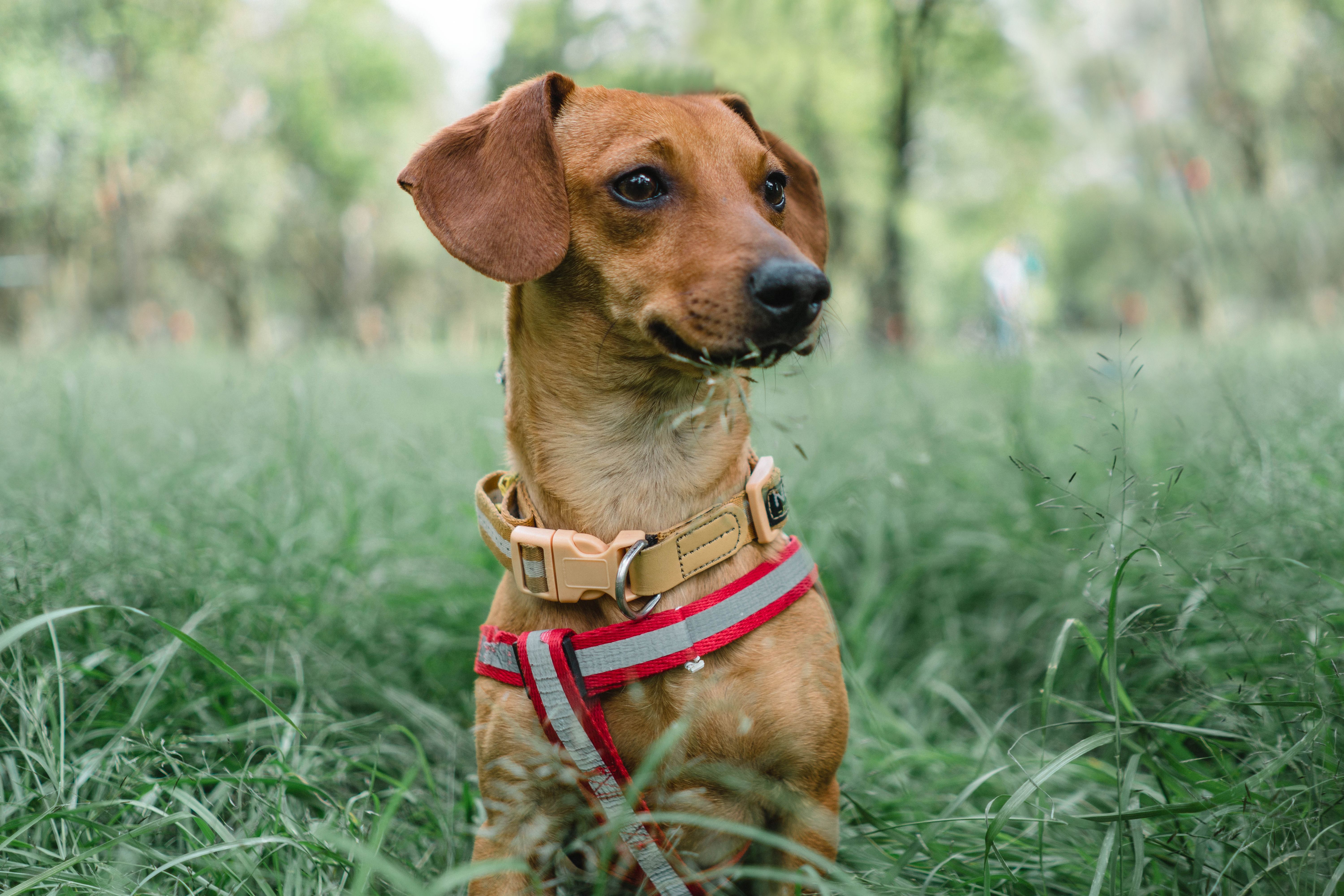 Dog Harness Sizing by Breed & Pulling Behavior: Escape-Proof