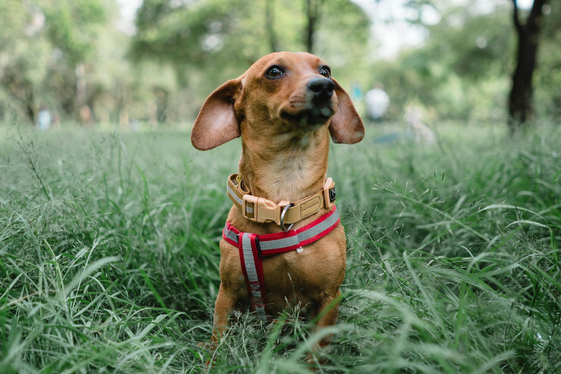 Dachshund Sitting in Grass