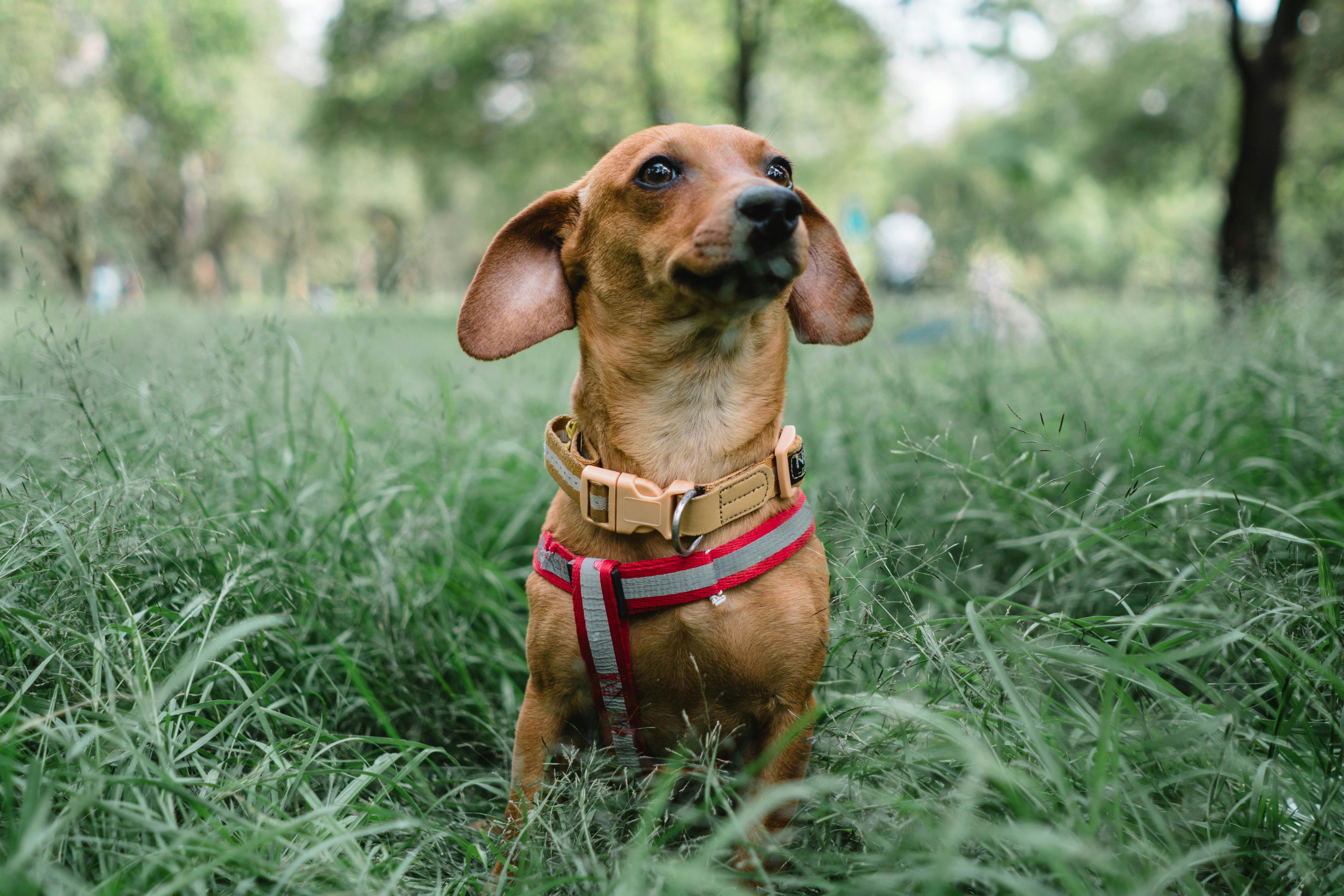 Dachshund nature hotsell