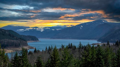 Immagine gratuita di alba, alberi, crepuscolo