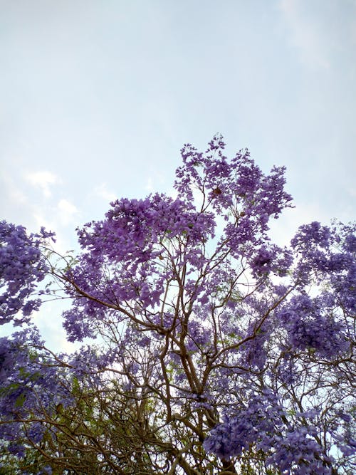 Foto profissional grátis de árvore, flor, flores