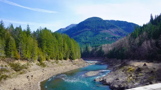 The East Fork Quinault River running through the rain forest
