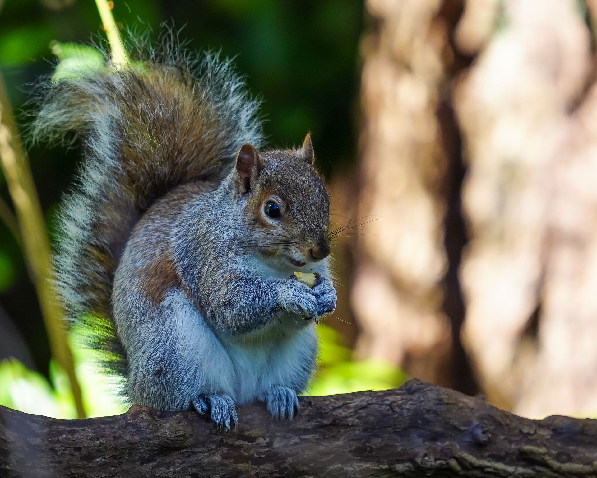 Squirrel while Eating