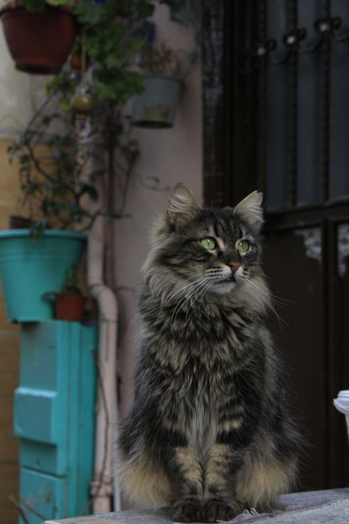 Free A long-haired tabby cat sits gracefully in an urban setting surrounded by plants. Stock Photo