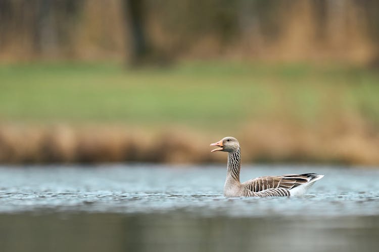 Close Up Of Duck On Water