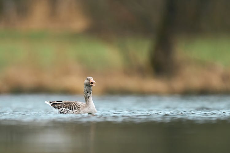 Duck On Water