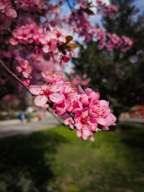 壁紙的花朵, 春天的花朵, 盛開的樹 的 免費圖庫相片