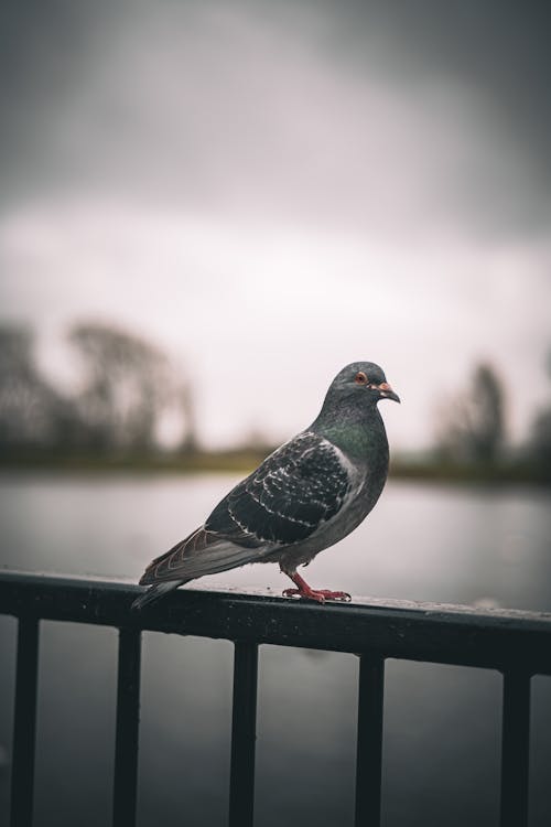 Pigeon on Railing