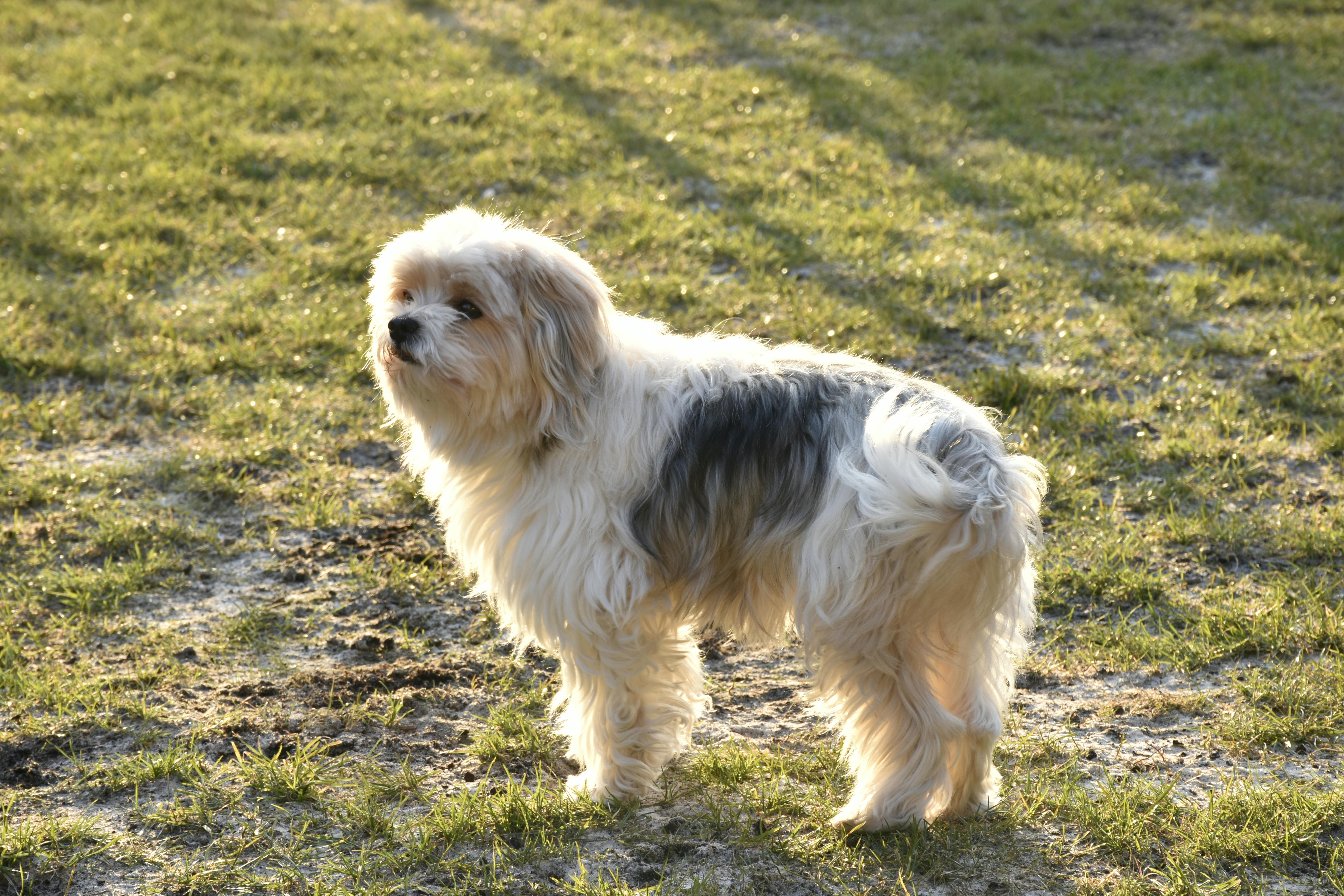 Adorable little lion dog standing on sunny lawn, showcasing loyalty and charm.