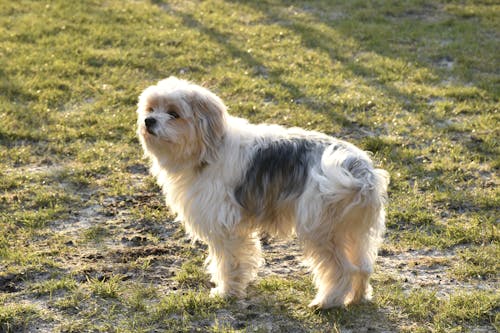 Dogs Love Sunlight After Weeks of Rain — Here’s Why