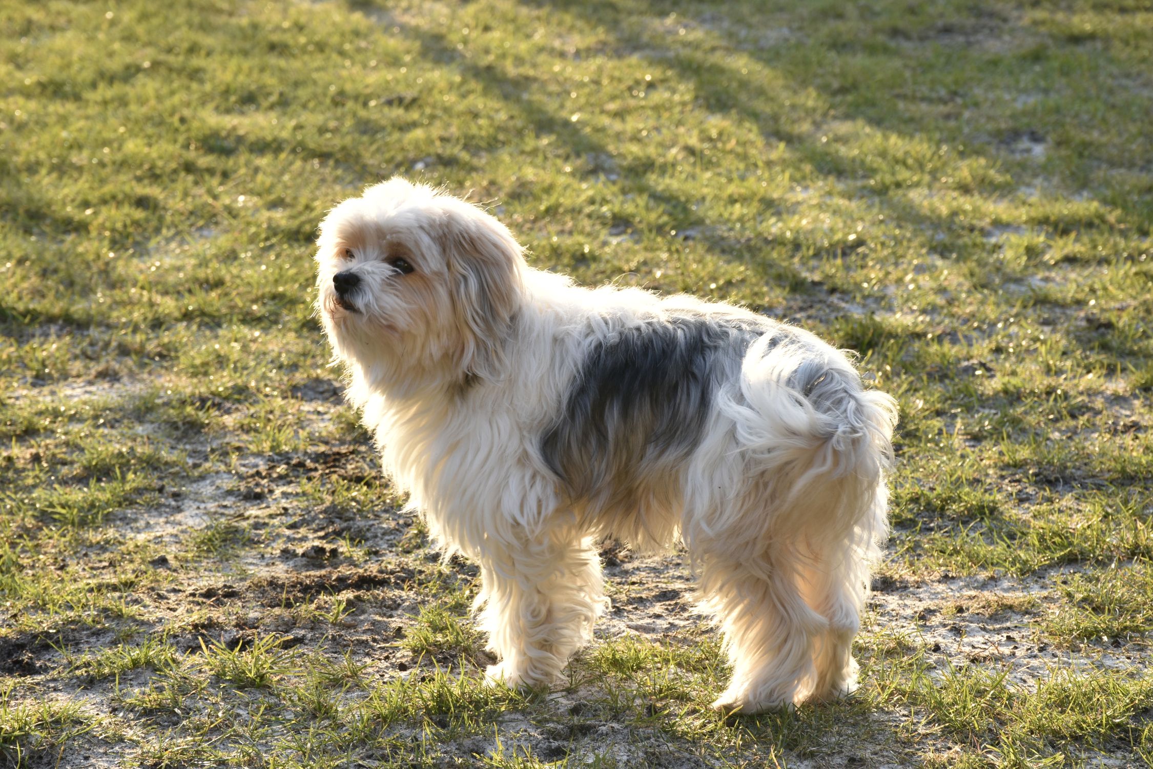 Lowchen Perro Lowchen Dog on Lawn · Free Stock Photo