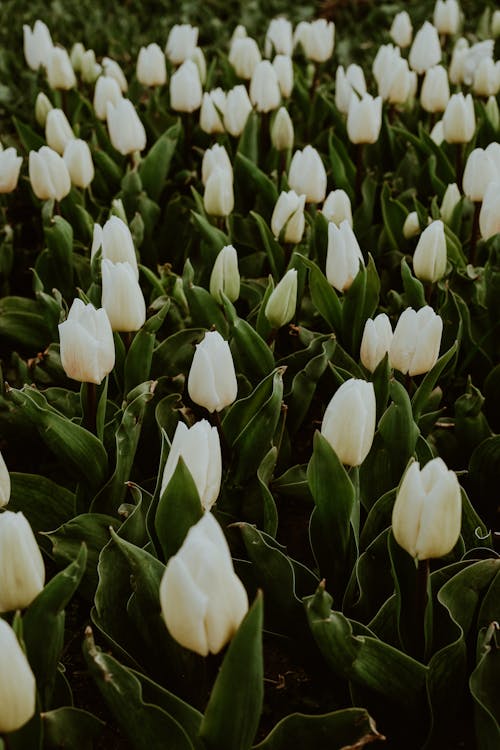 คลังภาพถ่ายฟรี ของ กลีบดอก, ขาว, ดอกทิวลิป