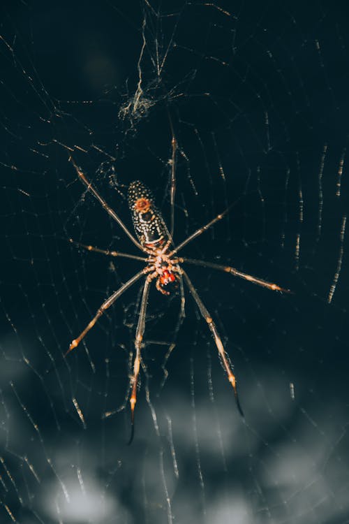 Foto profissional grátis de animal, aranha, armadilha
