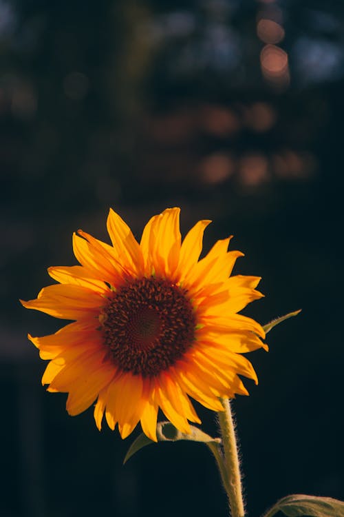 Fotos de stock gratuitas de amarillo, de cerca, flor