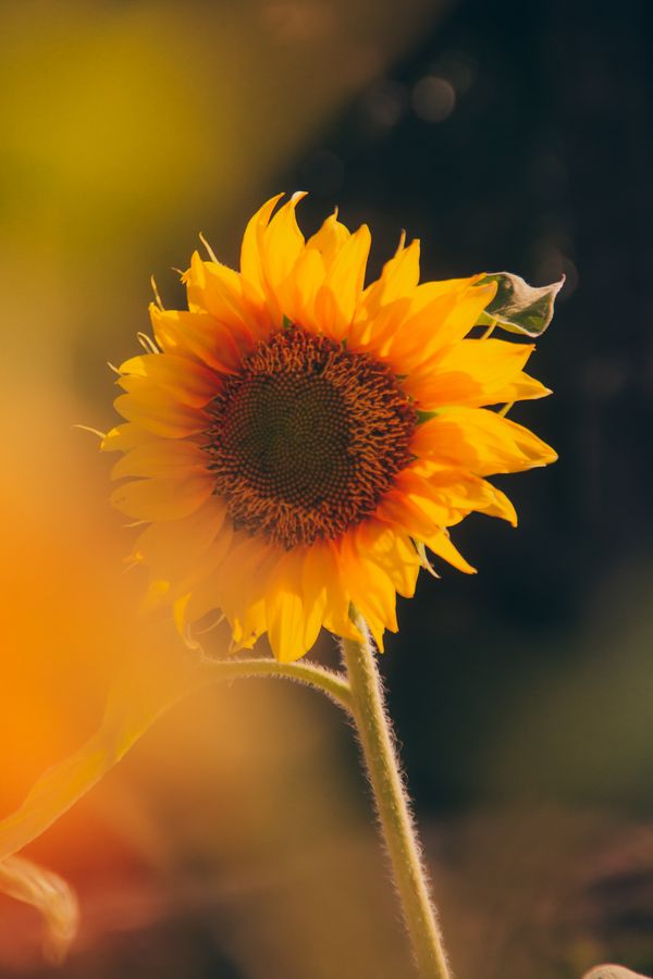 Yellow Sunflower in Close Up Photography · Free Stock Photo